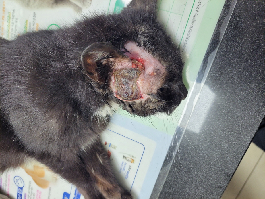 둔촌동물병원_411324202300276